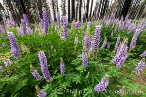 Lupine bloom in burned area after a forest fire, near Wawona, Yosemite National Park