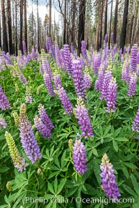 Lupine bloom in burned area after a forest fire, near Wawona, Yosemite National Park