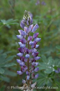 Lupine (species unidentified) blooms in spring, Lupinus, Rancho Santa Fe, California