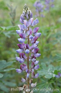 Lupine (species unidentified) blooms in spring, Lupinus, Rancho Santa Fe, California