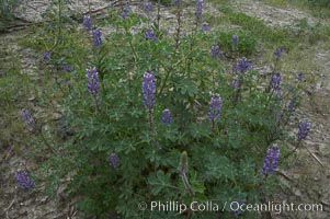 Lupine (species unidentified) blooms in spring, Lupinus, Rancho Santa Fe, California