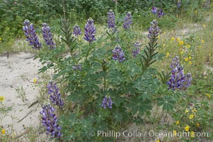 Lupine (species unidentified) blooms in spring, Lupinus, Rancho Santa Fe, California