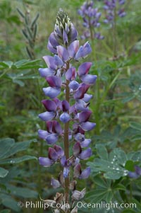 Lupine (species unidentified) blooms in spring, Lupinus, Rancho Santa Fe, California