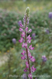 Lupine (species unidentified) blooms in spring, Lupinus, Rancho Santa Fe, California