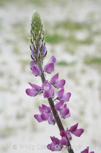 Lupine (species unidentified) blooms in spring, Lupinus, Rancho Santa Fe, California