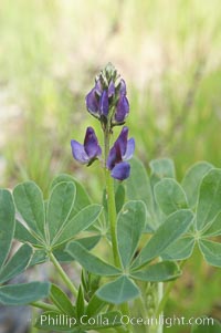 Lupine (species unidentified) blooms in spring, Batiquitos Lagoon, Carlsbad, Lupinus