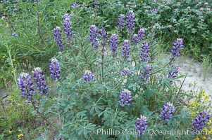 Lupine (species unidentified) blooms in spring, Lupinus, Rancho Santa Fe, California