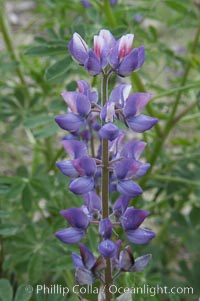 Lupine (species unidentified) blooms in spring, Lupinus, Rancho Santa Fe, California