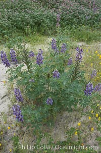 Lupine (species unidentified) blooms in spring, Lupinus, Rancho Santa Fe, California