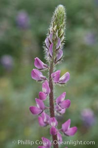 Lupine (species unidentified) blooms in spring, Lupinus, Rancho Santa Fe, California