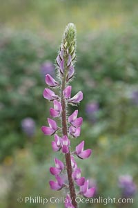 Lupine (species unidentified) blooms in spring, Lupinus, Rancho Santa Fe, California