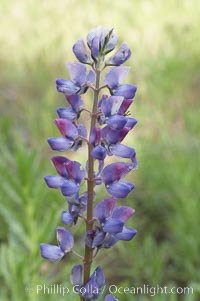 Lupine (species unidentified) blooms in spring, Batiquitos Lagoon, Carlsbad, Lupinus
