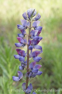 Lupine (species unidentified) blooms in spring, Batiquitos Lagoon, Carlsbad, Lupinus