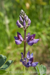 Lupine (species unidentified) blooms in spring, Batiquitos Lagoon, Carlsbad, Lupinus