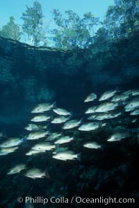 Mangrove snapper, Lutjanus griseus, Three Sisters Springs, Crystal River, Florida