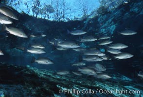 Mangrove snapper, Lutjanus griseus, Three Sisters Springs, Crystal River, Florida