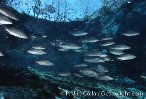 Mangrove snapper, Lutjanus griseus, Three Sisters Springs, Crystal River, Florida