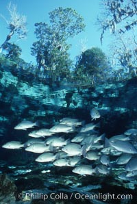 Mangrove snapper, Lutjanus griseus, Three Sisters Springs, Crystal River, Florida