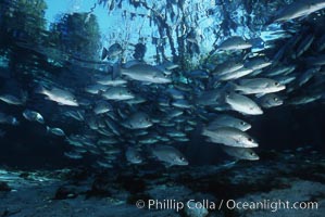 Mangrove snapper, Lutjanus griseus, Three Sisters Springs, Crystal River, Florida