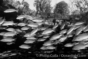 Mangrove snapper, Lutjanus griseus, Three Sisters Springs, Crystal River, Florida