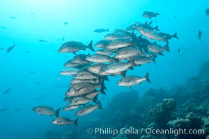 Unidentified snapper, Lutjanus, Darwin Island