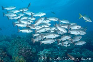 Unidentified snapper, Lutjanus, Darwin Island