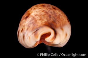 Lynx Cowrie, Cypraea lynx vanelli