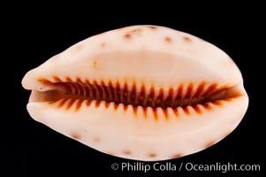 Lynx Cowrie, Cypraea lynx