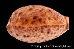 Lynx Cowrie, Cypraea lynx