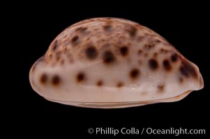 Lynx Cowrie, Cypraea lynx