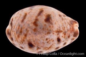 Lynx Cowrie, Cypraea lynx