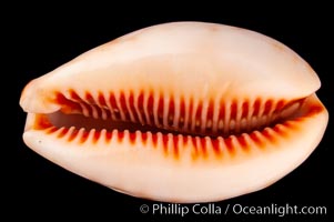 Lynx Cowrie, Cypraea lynx vanelli