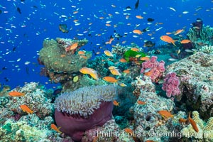 Lyretail Anthias (Pseudanthias squamipinnis). Pink Anemonefish (Amphiprion perideraion) and Magnificent Anemone (Heteractis sp) over South Pacific Coral Reef, Amphiprion perideraion, Pseudanthias, Namena Marine Reserve, Namena Island, Fiji