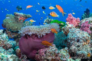 Lyretail Anthias (Pseudanthias squamipinnis). Pink Anemonefish (Amphiprion perideraion) and Magnificent Anemone (Heteractis sp) over South Pacific Coral Reef, Amphiprion perideraion, Pseudanthias, Namena Marine Reserve, Namena Island, Fiji