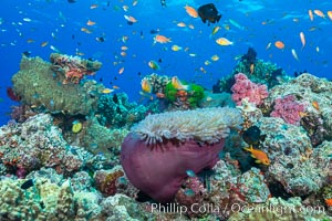 Lyretail Anthias (Pseudanthias squamipinnis). Pink Anemonefish (Amphiprion perideraion) and Magnificent Anemone (Heteractis sp) over South Pacific Coral Reef, Amphiprion perideraion, Pseudanthias, Namena Marine Reserve, Namena Island, Fiji