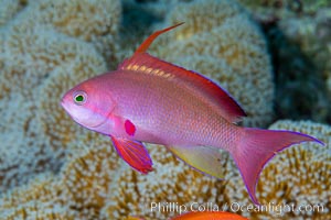 Lyretail Anthias, Pseudanthias squamipinnis, Fiji, Pseudanthias