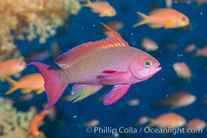 Lyretail Anthias foraging for bits of food passing by in ocean currents, Pseudanthias squamipinnis, Fiji