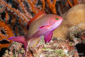 Lyretail Anthias, Pseudanthias squamipinnis, Fiji, Pseudanthias, Namena Marine Reserve, Namena Island