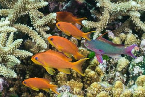 Lyretail anthias fishes schooling over coral reef, females are orange, male are purple, polarized as they swim into ocean currents, Fiji, Pseudanthias, Makogai Island, Lomaiviti Archipelago