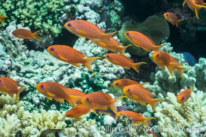 Lyretail anthias fishes schooling over coral reef, females are orange, male are purple, polarized as they swim into ocean currents, Fiji, Pseudanthias, Makogai Island, Lomaiviti Archipelago