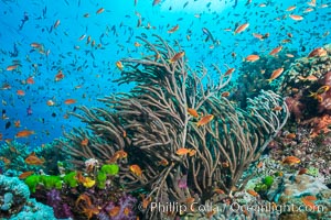 Lyretail anthias fishes schooling over coral reef, females are orange, male are purple, polarized as they swim into ocean currents, Fiji, Ellisella, Pseudanthias