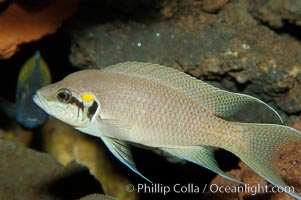 Lyretail cichlid, Neolamprologus brichardi