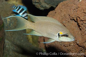 Lyretail cichlid, Neolamprologus brichardi