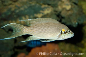 Lyretail cichlid, Neolamprologus brichardi