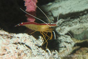 Cleaner shrimp, Lysmata amboinensis