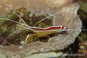 Cleaner shrimp, Lysmata amboinensis