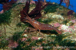 Red rock shrimp, Lysmata californica