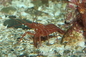 Red rock shrimp, Lysmata californica