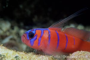 Bluebanded Goby, Lythrypnus dalli, Catalina Island