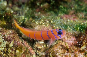 Bluebanded goby, Catalina, Lythrypnus dalli, Catalina Island